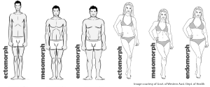 different body types - Foto: WoS
